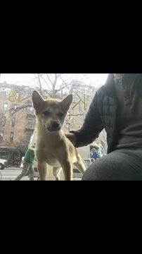 Medium Photo #1 Shiba Inu Puppy For Sale in HARTSDALE, NY, USA