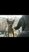 Small Photo #1 Shiba Inu Puppy For Sale in HARTSDALE, NY, USA