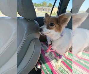 Candi - Female Pomeranian-Unknown Mix Dog for Adoption - Photo #3