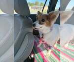 Small Photo #3 Pomeranian-Unknown Mix Puppy For Sale in Aurora, IN, USA