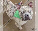 Small #2 American Bulldog Mix