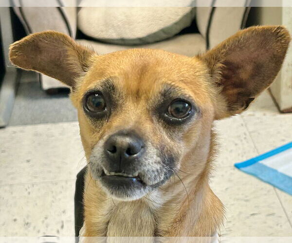 Medium Photo #6 Chiweenie Puppy For Sale in San Francisco, CA, USA