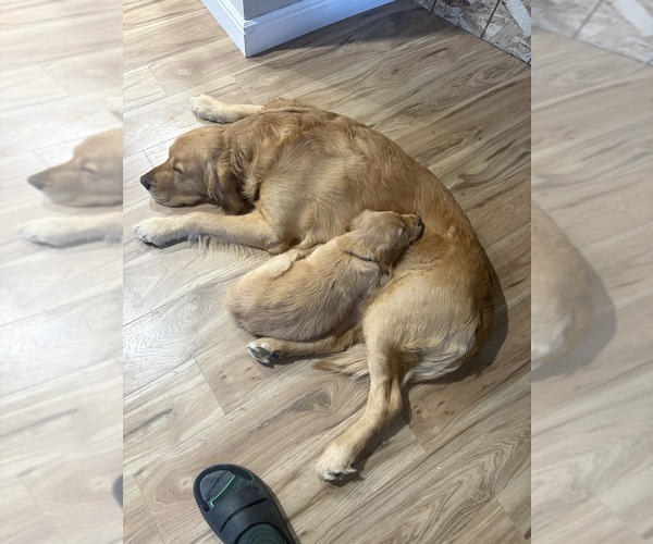 Medium Photo #1 Golden Retriever Puppy For Sale in COLORADO SPRINGS, CO, USA