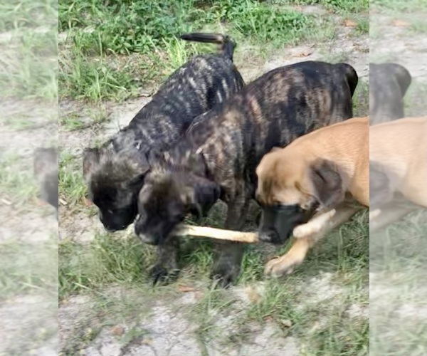 Medium Photo #1 Mastiff Puppy For Sale in BRANTLEY, AL, USA