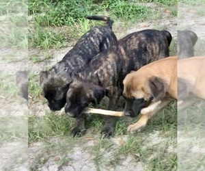 Mastiff Litter for sale in BRANTLEY, AL, USA