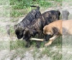 Image preview for Ad Listing. Nickname: Litter of 6