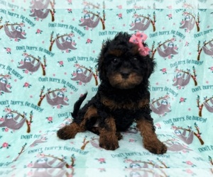 Cavapoo (Miniature) Puppy for sale in LAKELAND, FL, USA