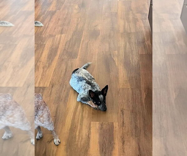 Medium Photo #2 Mutt Puppy For Sale in Paso Robles, CA, USA