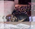 Small Photo #5 German Shepherd Dog-Unknown Mix Puppy For Sale in The Woodlands, TX, USA