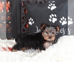 Small #3 Yorkshire Terrier