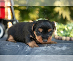 Small Photo #18 Yorkshire Terrier Puppy For Sale in KIRKWOOD, PA, USA