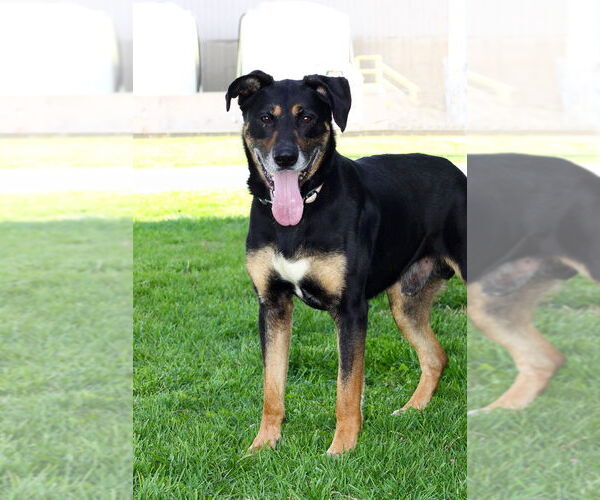 Medium Photo #7 Mutt Puppy For Sale in Evansville, IN, USA