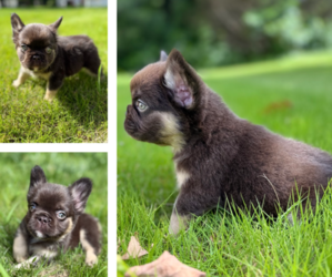 French Bulldog Puppy for sale in POWDER SPRINGS, GA, USA