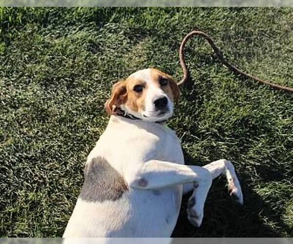 Medium Photo #8 Treeing Walker Coonhound-Unknown Mix Puppy For Sale in Minneapolis, MN, USA
