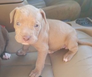 American Pit Bull Terrier Puppy for sale in DUDLEY, NC, USA