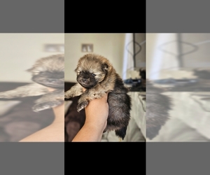 Pomeranian Puppy for sale in RIO DEL MAR, CA, USA