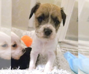 Chihuahua-Unknown Mix Dogs for adoption in Pacifica, CA, USA