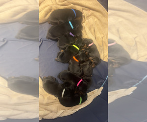 Doberman Pinscher Litter for sale in CORRIGAN, TX, USA