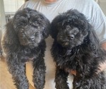 Small Photo #2 Labradoodle Puppy For Sale in BOILING SPRINGS, SC, USA