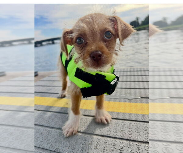 Medium Photo #4 Brussels Griffon-Unknown Mix Puppy For Sale in San Diego , CA, USA