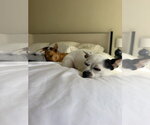 Small Photo #14 Chihuahua-Unknown Mix Puppy For Sale in San Francisco, CA, USA