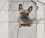 Small French Bulldog