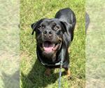 Small Rottweiler