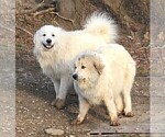 Small #15 Great Pyrenees