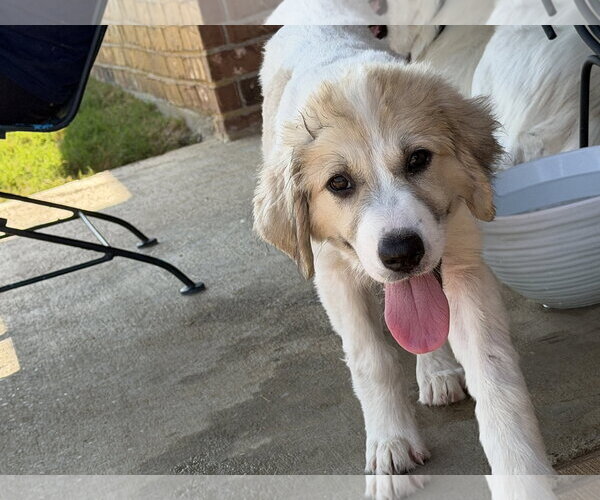 Medium Photo #7 Great Pyrenees-Unknown Mix Puppy For Sale in Dallas, TX, USA