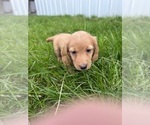 Litter of 2 - Male(s) and Female(s) DachshundLitter of Puppies for Sale - Photo #2