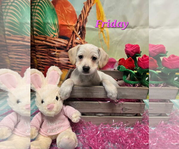 Medium Photo #1 Mutt Puppy For Sale in Modesto, CA, USA