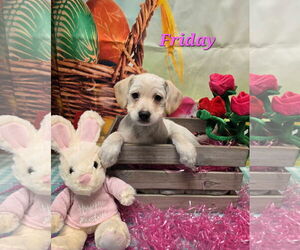 Mutt Dogs for adoption in Modesto, CA, USA