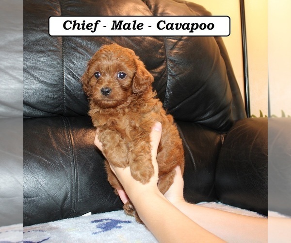 Medium Photo #4 Cavapoo (Miniature) Puppy For Sale in CLARKRANGE, TN, USA