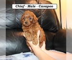 Small #3 Cavapoo (Miniature)