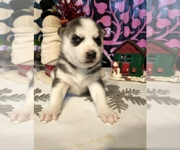 Medium Photo #13 Siberian Husky Puppy For Sale in DANBY, VT, USA