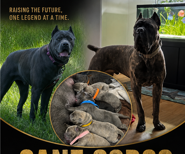 Medium Photo #1 Cane Corso Puppy For Sale in MESQUITE, TX, USA