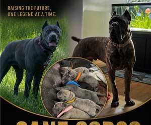 Cane Corso Puppy for sale in MESQUITE, TX, USA