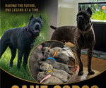 Image preview for Ad Listing. Nickname: New litter