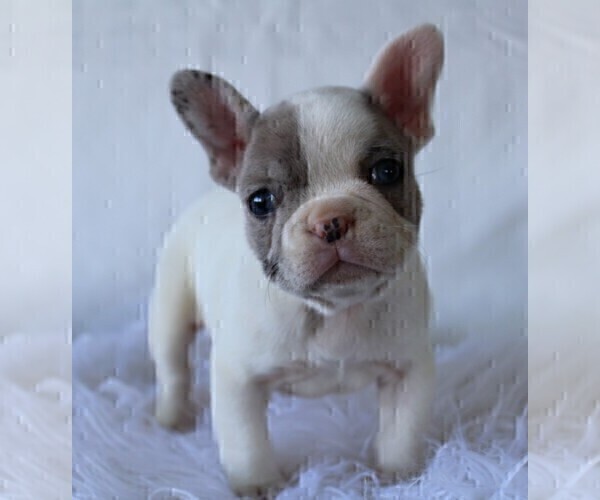 Medium Photo #9 French Bulldog Puppy For Sale in ROCK STREAM, NY, USA