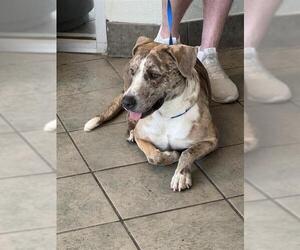 Catahoula Leopard Dog-Unknown Mix Dogs for adoption in San Antonio, TX, USA