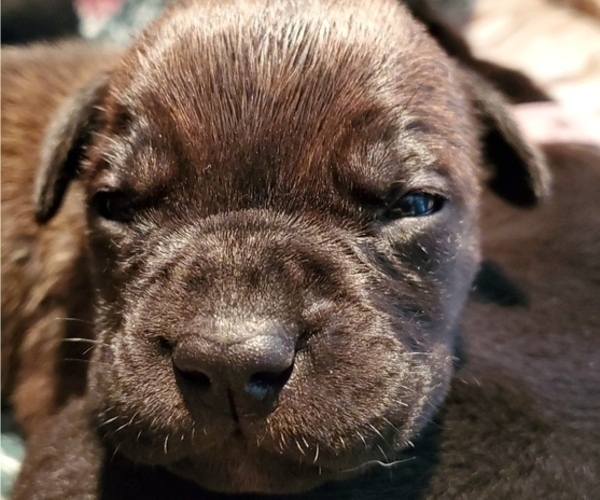 Medium Photo #7 Cane Corso Puppy For Sale in MOORESVILLE, NC, USA