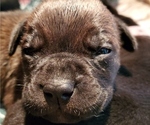 Small Photo #7 Cane Corso Puppy For Sale in MOORESVILLE, NC, USA