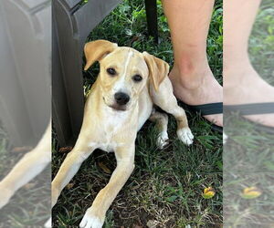 Mutt Dogs for adoption in Cliffwood, NJ, USA