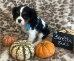 Small #2 Cavalier King Charles Spaniel