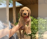 Puppy 3 Goldendoodle-Labrador Retriever Mix