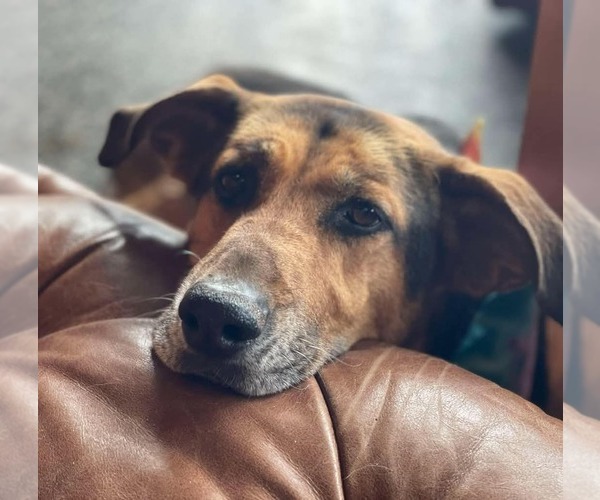 Medium Photo #3 German Shepherd Dog-Unknown Mix Puppy For Sale in Rustburg, VA, USA