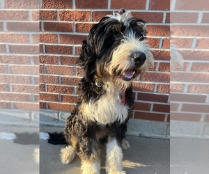 Father of the Australian Shepherd-Bernedoodle Mix puppies born on 06/17/2025