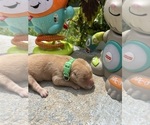 Small #5 Golden Retriever