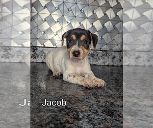 Jack Russell Terrier Puppy for sale in GOSHEN, IN, USA