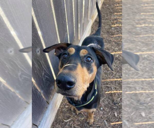 Medium Photo #21 Doberman Pinscher-Pointer Mix Puppy For Sale in Houston, TX, USA